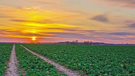 Statische-Ansicht-Einer-Atemberaubenden-Aussicht-Auf-Grüne-Landwirtschaftliche-Felder-Während-Des-Sonnenuntergangs-Im-Zeitraffer