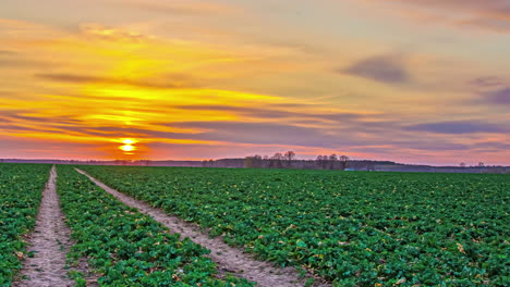 Vista-Estática-De-La-Asombrosa-Vista-Del-Campo-Agrícola-Verde-Durante-La-Puesta-De-Sol-En-Timelapse