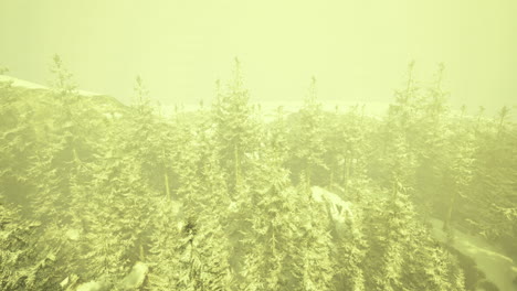 snow covered forest under a hazy yellow sky in winter landscape