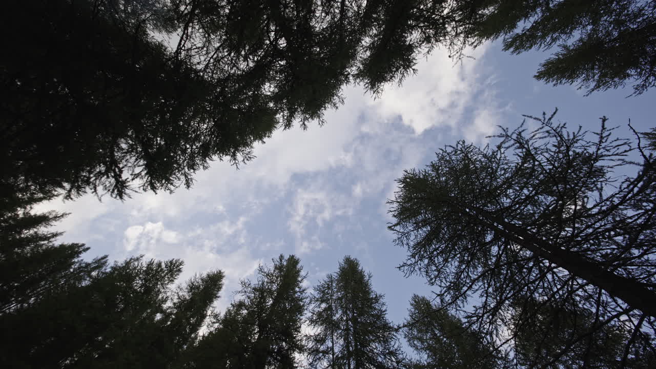 Looking up at a canopy of tall trees with blue sky and clouds