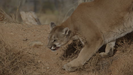 Female-mountain-lion-chewing-on-meat