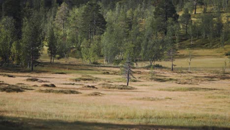 serene landscape: a tranquil field surrounded by lush green forest