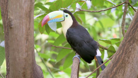 keel-billed toucan, ramphastos sulfuratus, perchedon the branch in the forest