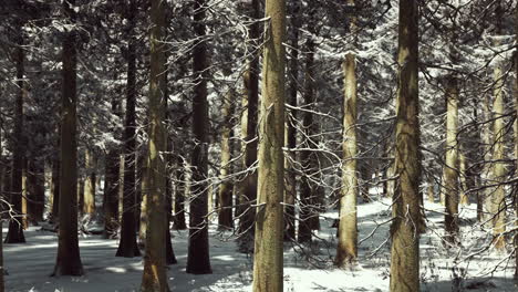 sunset or sunrise in the winter pine forest covered with a snow