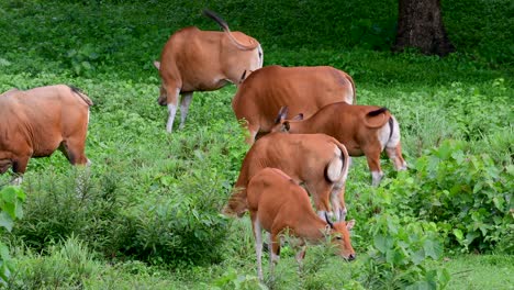 班<unk> (banteng) 或坦巴杜 (tembadau) 是在東南亞發現的野生牛,在某些國家已經滅絕