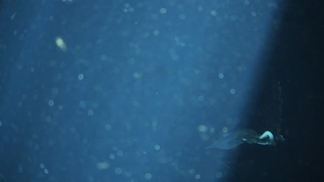 tank with rays of light coming from the surface and fishes in background