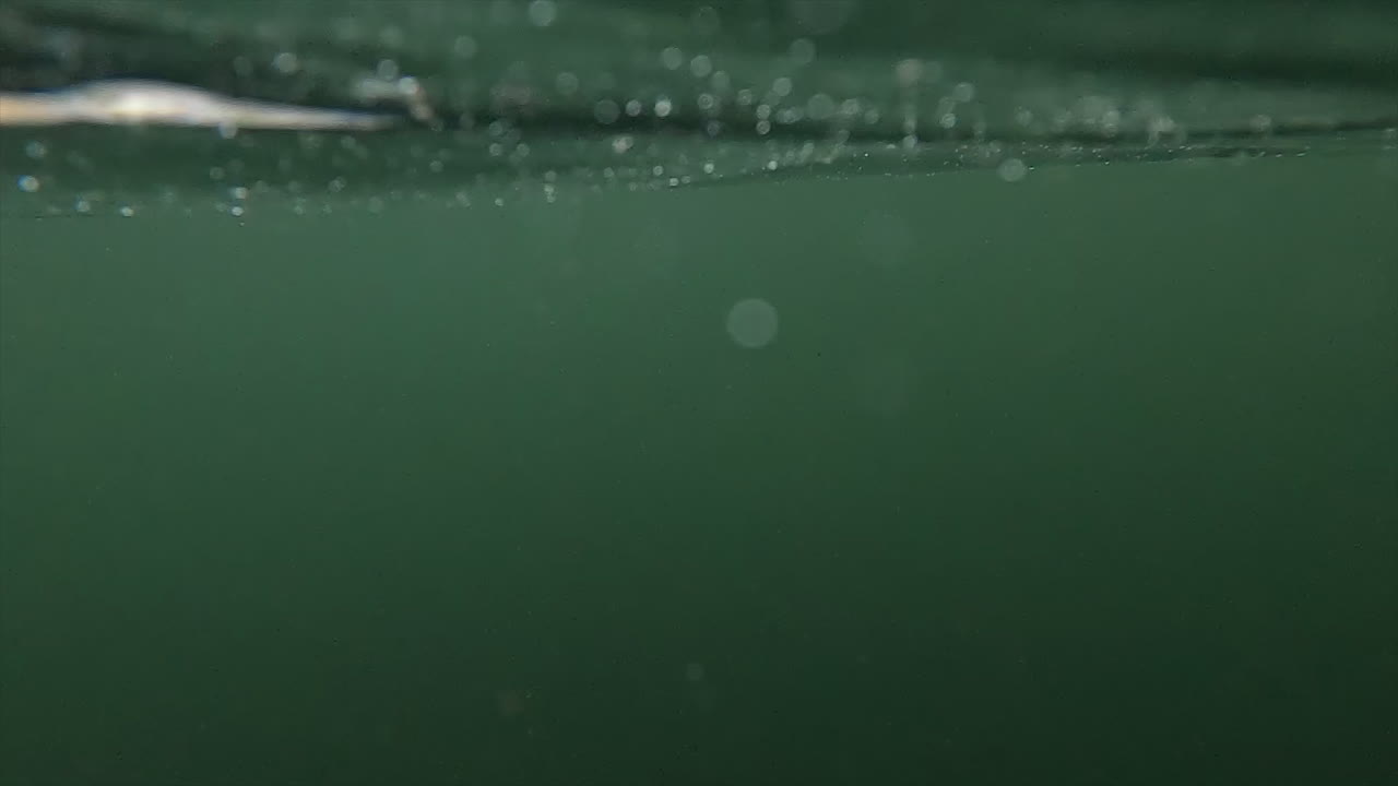 imágenes submarinas del río willamette en springfield, oregon