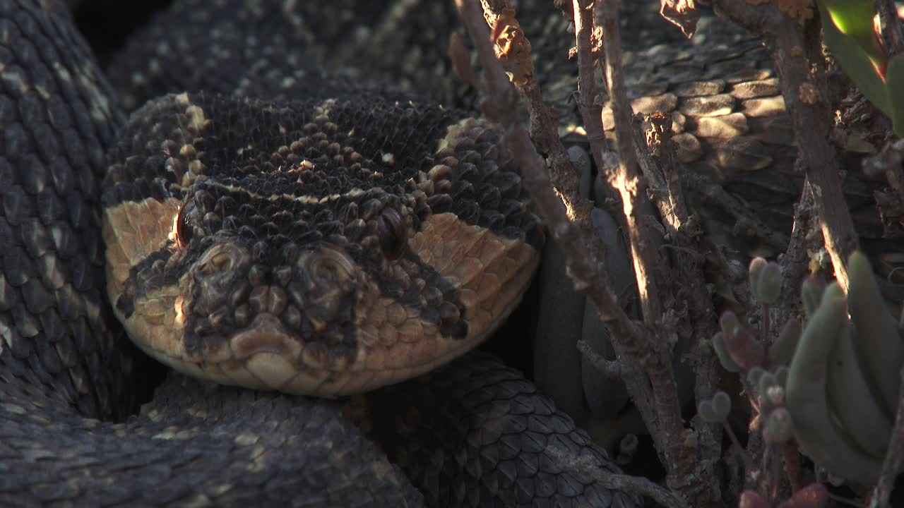 una víbora muy venenosa en una posición defensiva y lista para atacar, cerrar