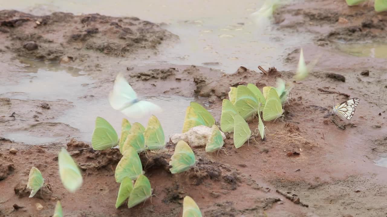 mariposa blanca alcaparra junto con muchas mariposas verdes que absorben la humedad de la arena mojada en el parque transfronterizo kgalagadi