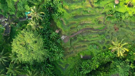aerial-top-down-view-of-lush-rice-field-terrace-at-tegallalang-in-Ubud-Bali-at-sunrise