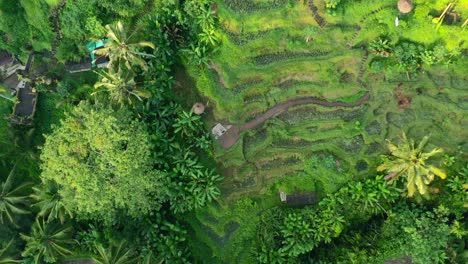 aerial top down view of lush rice field terrace at tegallalang in ubud bali at sunrise