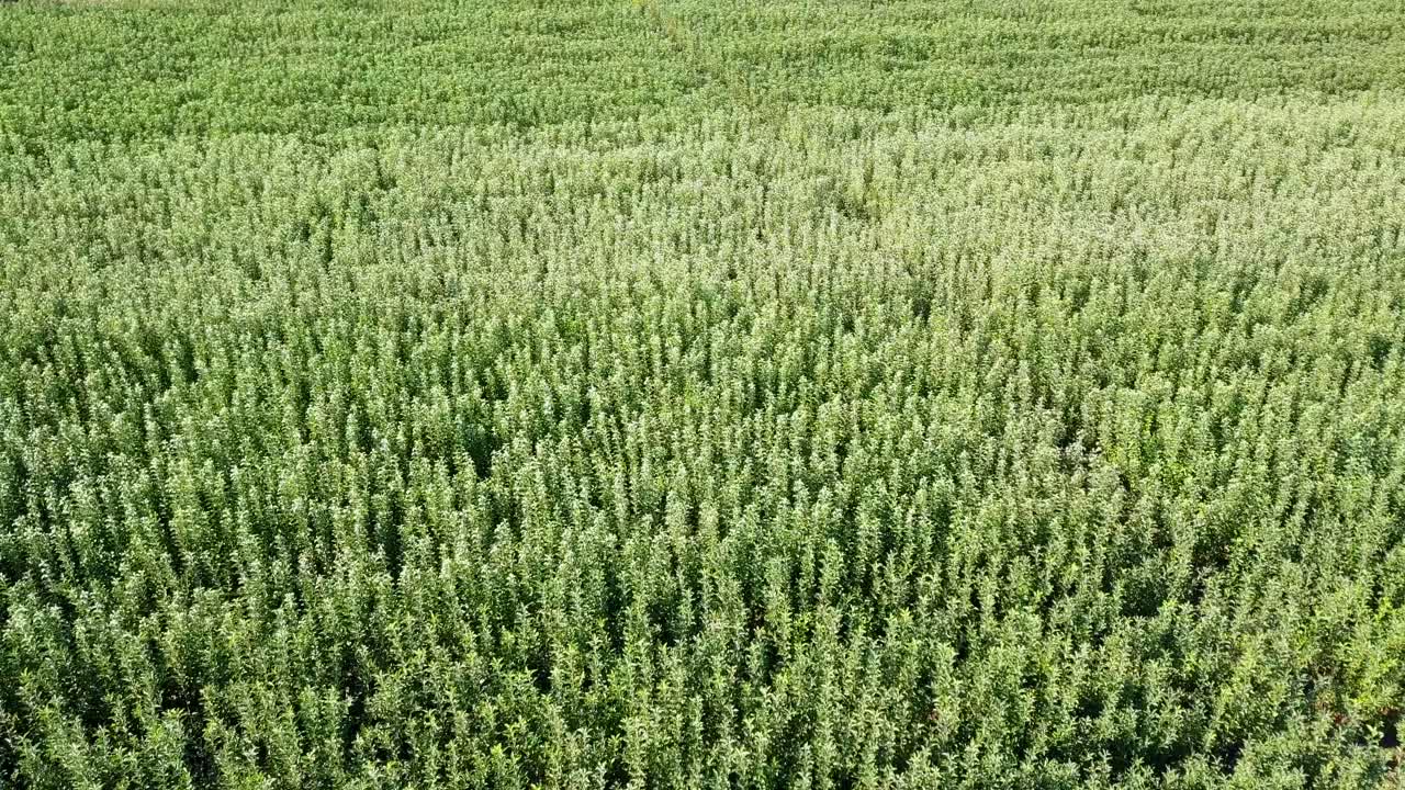 toma aérea de drones de árboles jóvenes y plantas ornamentales plantadas en los campos