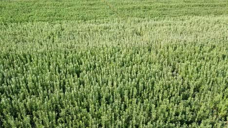 Drone-aerial-shot-of-young-tree-saplings-and-ornamental-plants-planted-in-the-fields