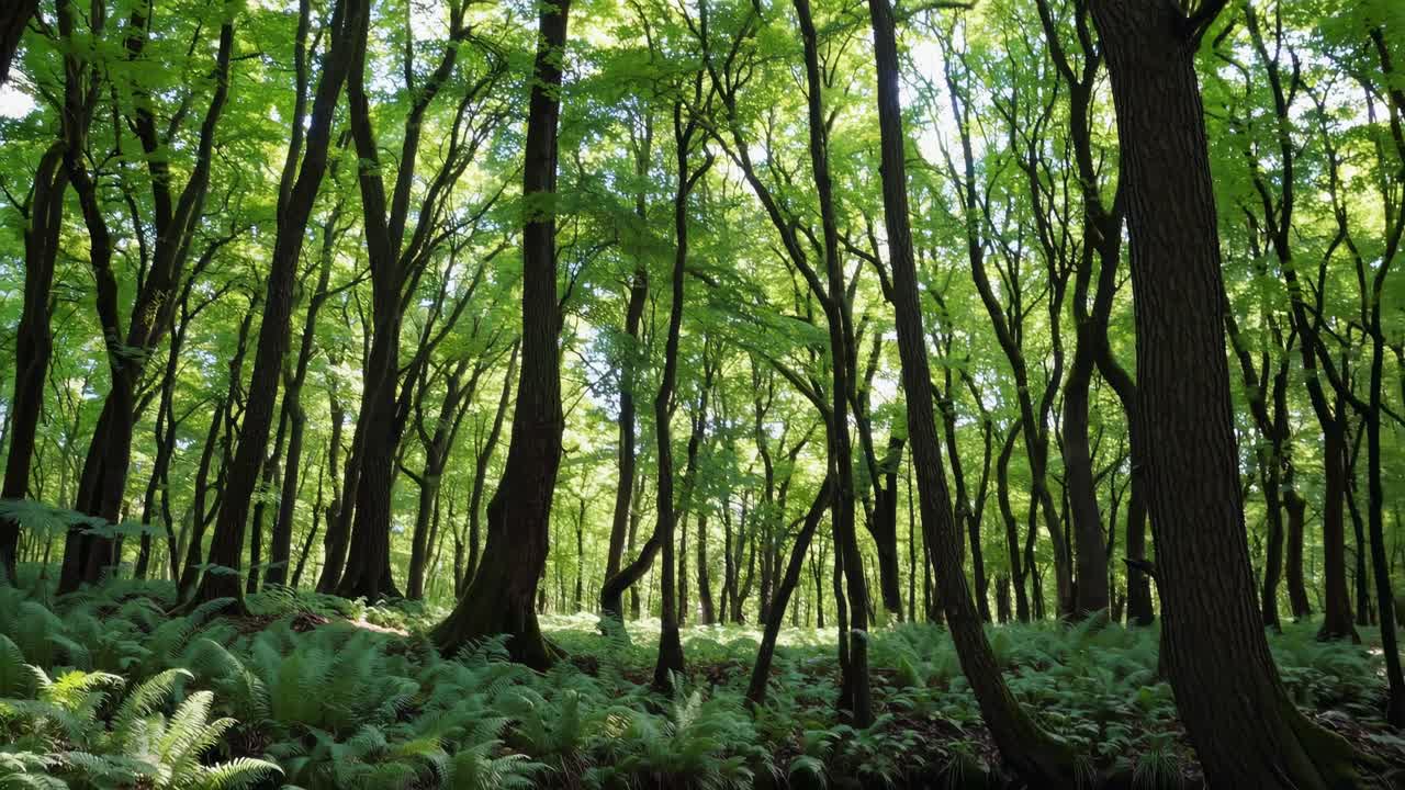 A serene forest scene captured from a low-angle, showcasing tall trees and lush greenery