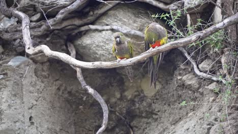 Two-Cyanoliseus-patagonus-burrowing-parrots-perched-on-a-branch-amidst-rocks-and-roots