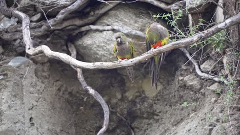 dos loros cyanoliseus patagonus que cavan en una rama en medio de rocas y raíces