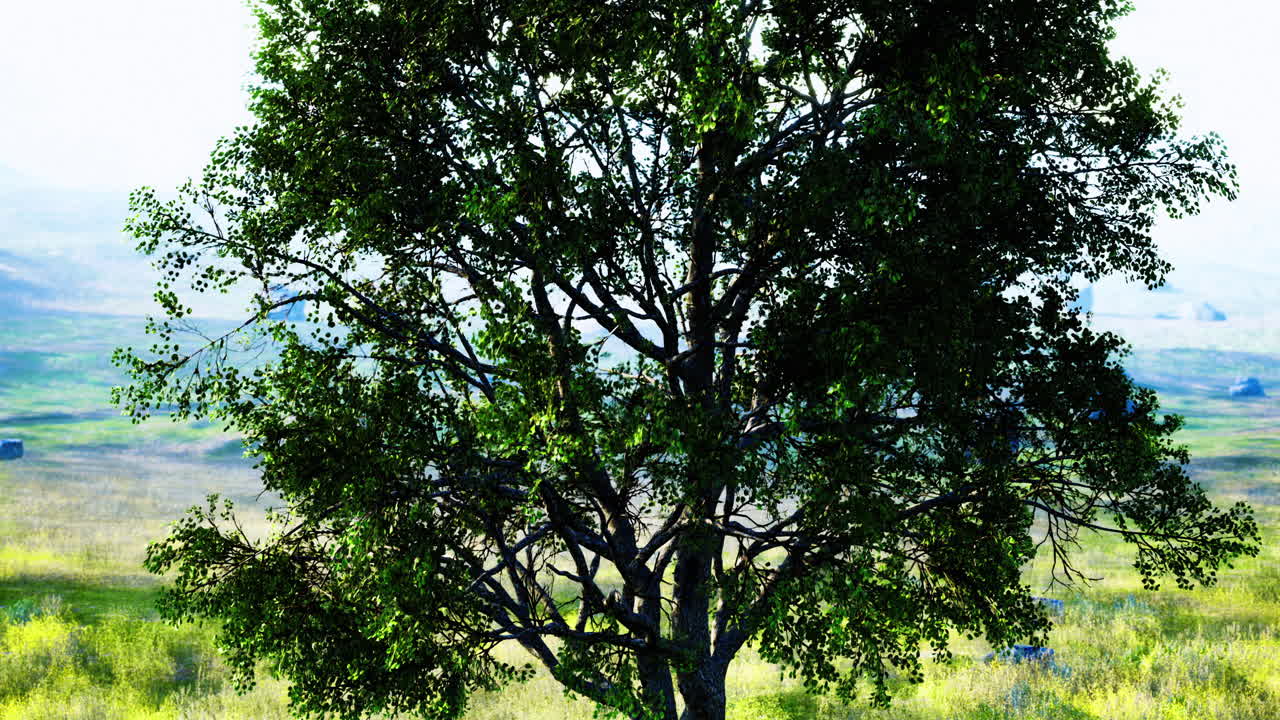 Vibrant green tree standing tall against the soft morning light in nature