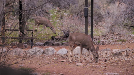 Ciervos-Bura-Forrajeando-En-El-Suelo-En-El-Campamento-De-Los-Jardines-Havasupai-En-El-Gran-Cañón,-Arizona