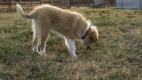 Einzelner-Anatolischer-Schäferhund,-Gemischter-Pyrenäenhund,-Der-Draußen-Gras-Frisst,-Totalaufnahme