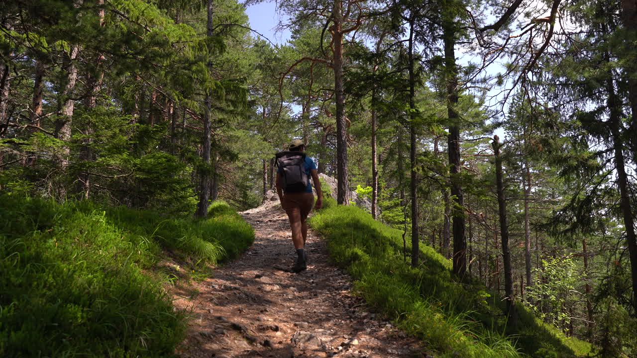 parte posterior del excursionista masculino caminando por el bosque de agujas en europa durante el día brillante