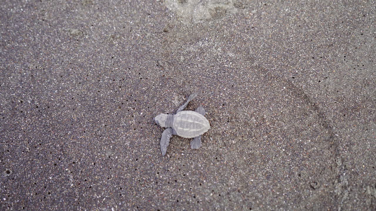 tortuga golfina, lepidochelys olivacea, se dirige hacia el agua en la playa de anidación del refugio de vida silvestre ostional, guanacaste, costa rica