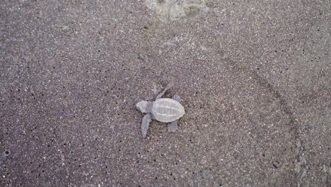 Tortuga-Golfina,-Lepidochelys-Olivacea,-Se-Dirige-Hacia-El-Agua-En-La-Playa-De-Anidación-Del-Refugio-De-Vida-Silvestre-Ostional,-Guanacaste,-Costa-Rica