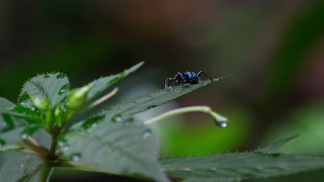 Resting-on-a-leaf-after-the-rain,-Weevil-Metapocyrtus-lindabonus-Schultze,-Philippines