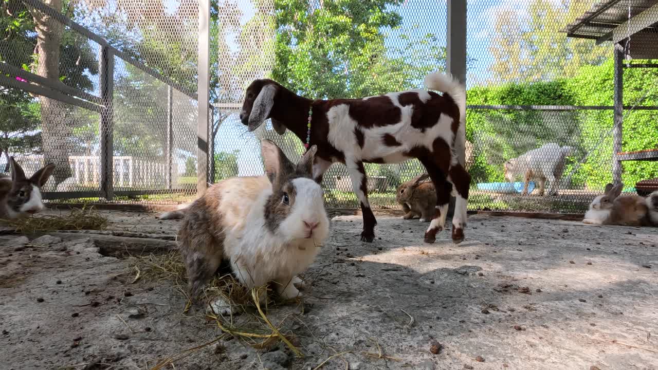 토끼와 염소가 농장 환경에서 상호 작용합니다.