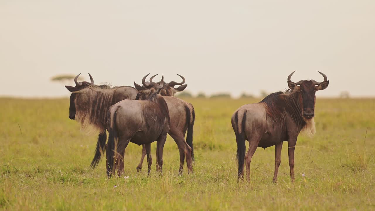 Slow Motion of Wildebeest Grazing Grass in Africa Savannah Plains Landscape Scenery, African Masai Mara Safari Wildlife Animals in Maasai Mara Savanna in Kenya