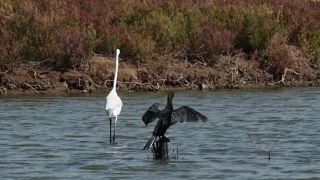 pasando por un pequeño cormorán mientras vadea hacia la izquierda, garza intermedia ardea intermedia, tailandia