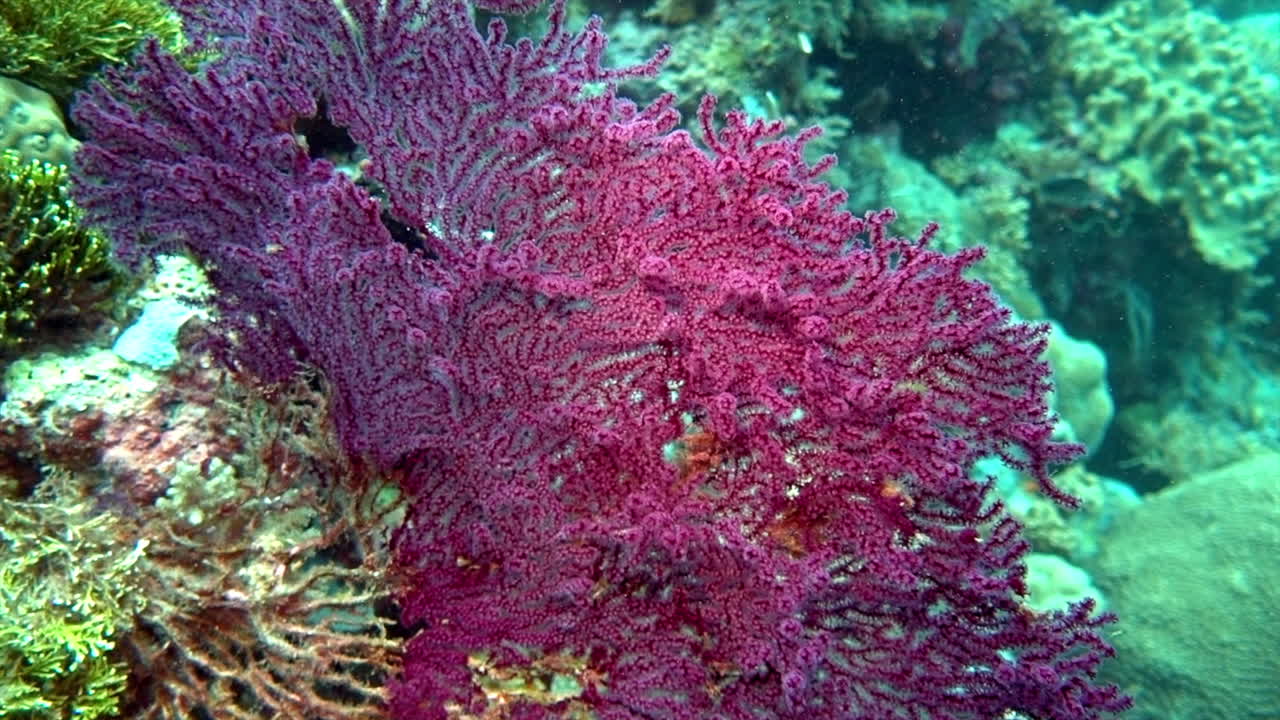 Purple Coral Reef Underwater Scene