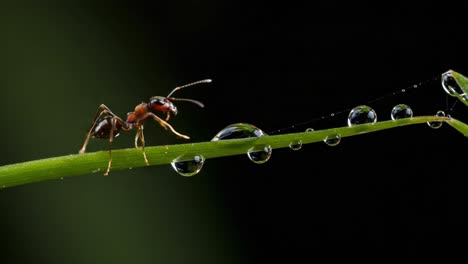 a close-up exploration of an ant navigating a dewy grass blade, highlighting the intricacies of nature's tiny wonders