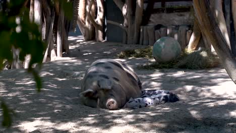 Pig-family-sleeping-and-basking-in-outside-light