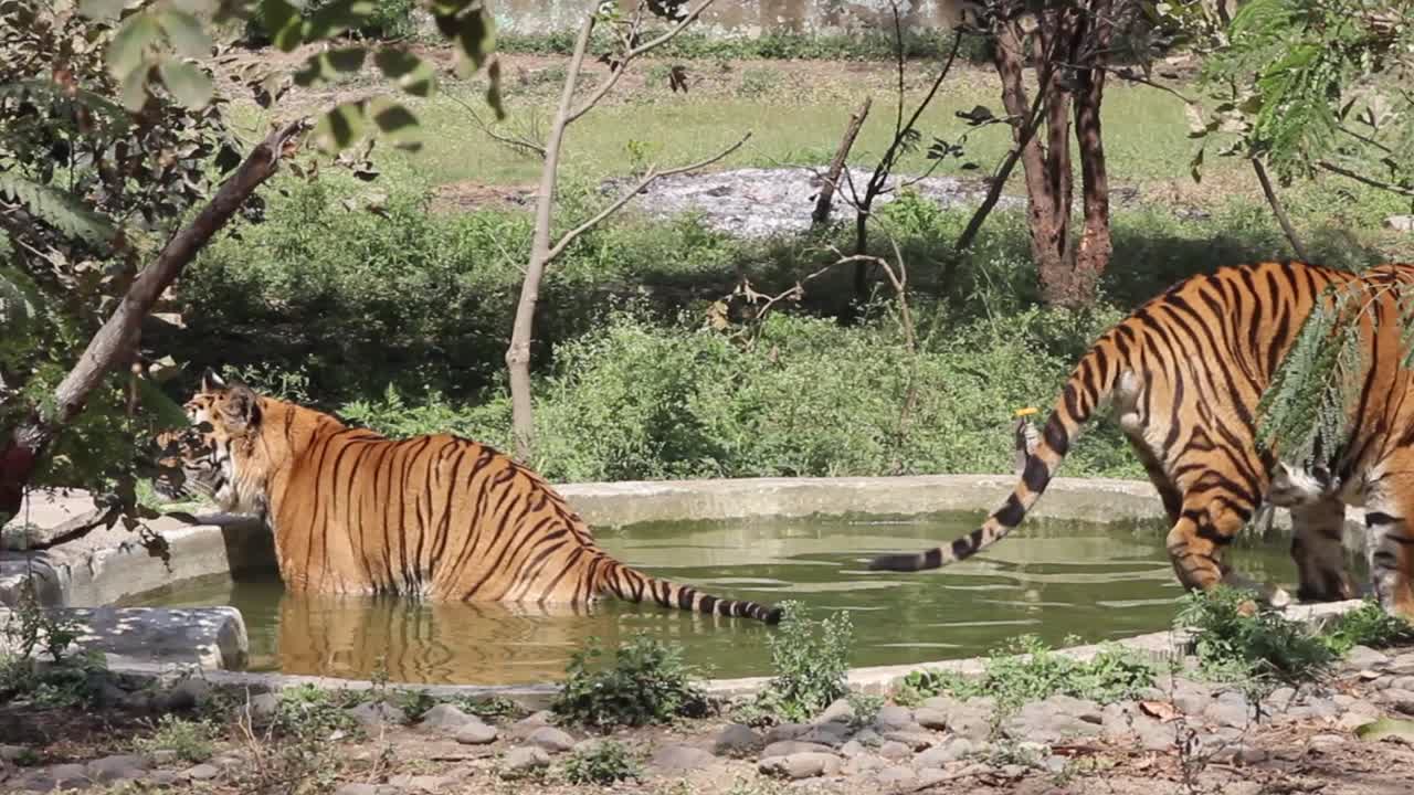 Two tigers enjoying in water pond in hot summer in Zoo park I Two young bengal tigers in water pond in India