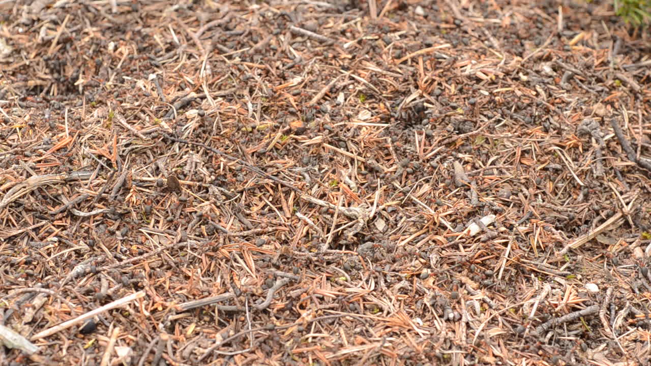 숲 바닥 전체에 개미 떼