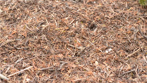 ants swarm all over the forest floor