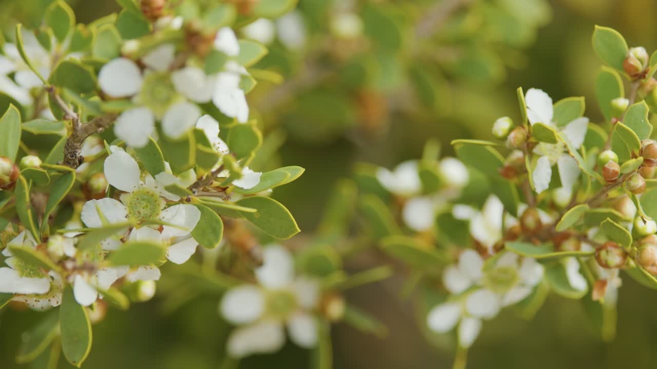 Close-up of Leptospermum laevigatum white flowers, bees visiting, natural light, shallow focus