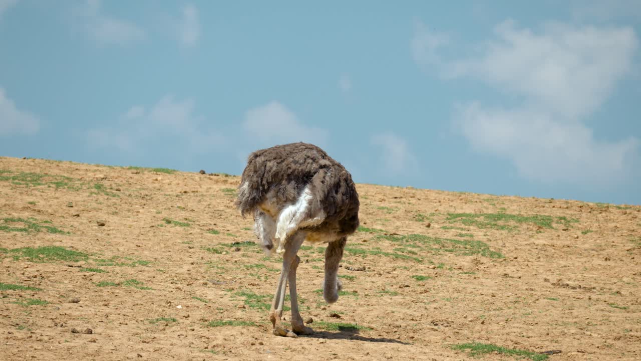 한국 경기도 안성 농지의 언덕에서 풀씨를 먹는 단일 타조