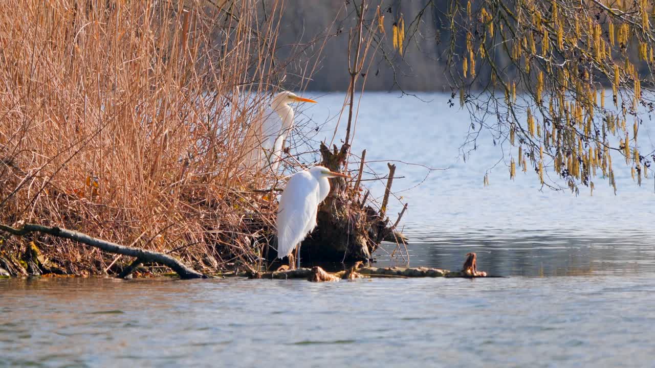 grupo de garzas orilla de una isla situada en un pequeño lago