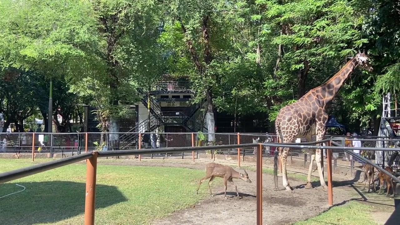 Giraffa e cervi che camminano in un recinto dello zoo