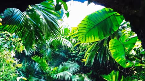 a cave filled with lots of green plants and trees