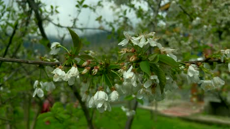 Clips-Zur-Tulpengarten-Sammlung-Aus-Nishat,-Srinagar,-Kaschmir,-Indien,-Schöne-Bunte-Blumen,-Tulpen-Pflücken-Im-Monat-April