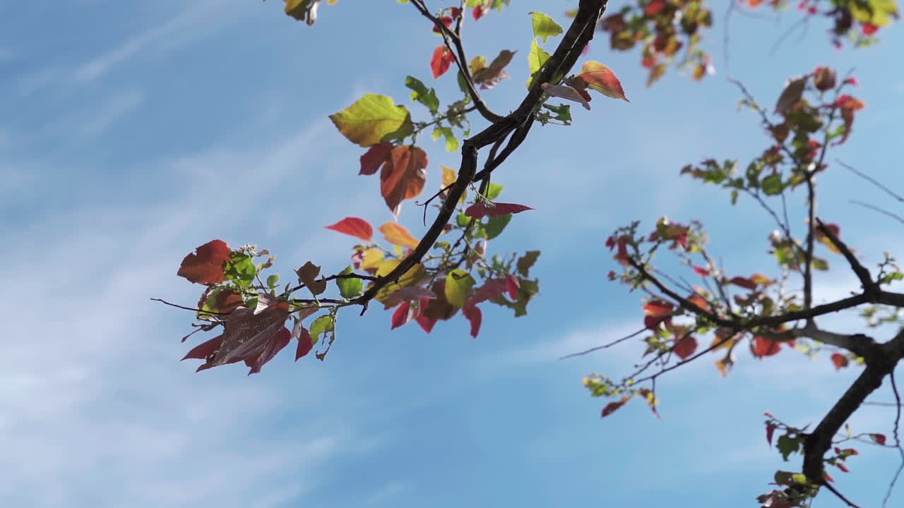 바람에 날리는 근접 다채로운 잎