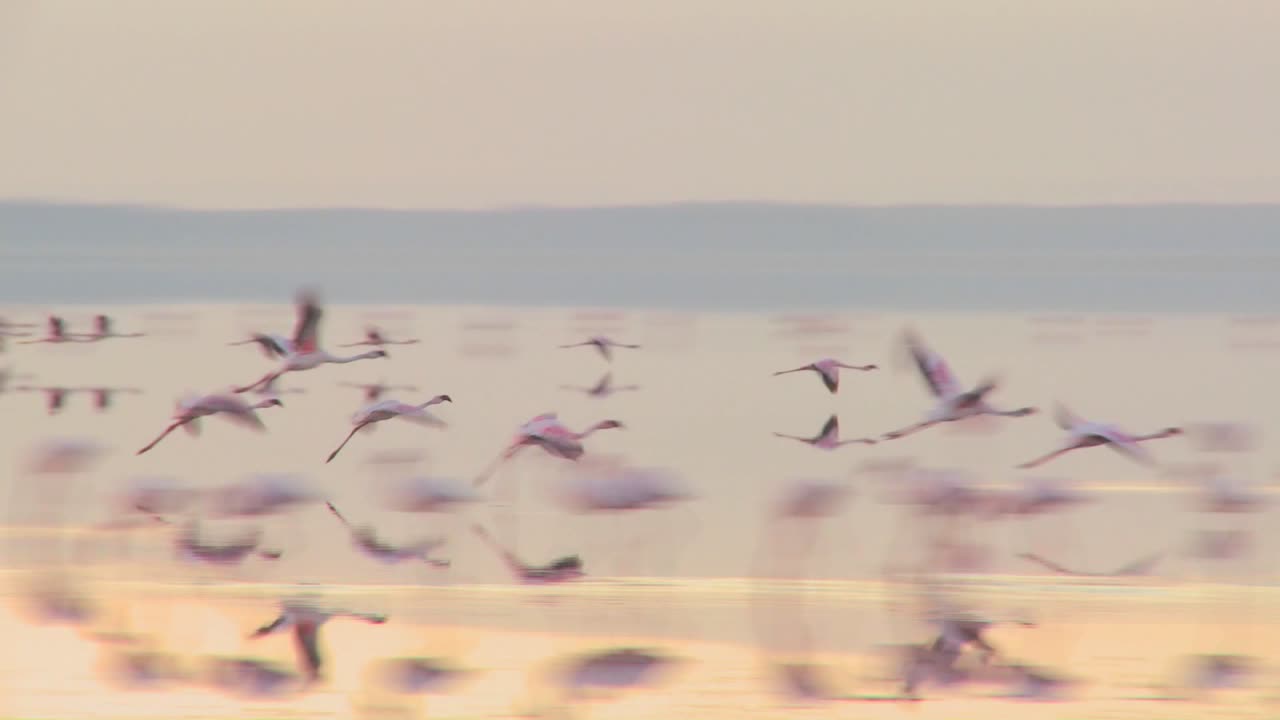 핑크 플라밍고는 케냐 나쿠루 호수를 가로질러 날아갑니다.