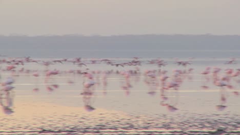 pink flamingos fly across lake nakuru kenya