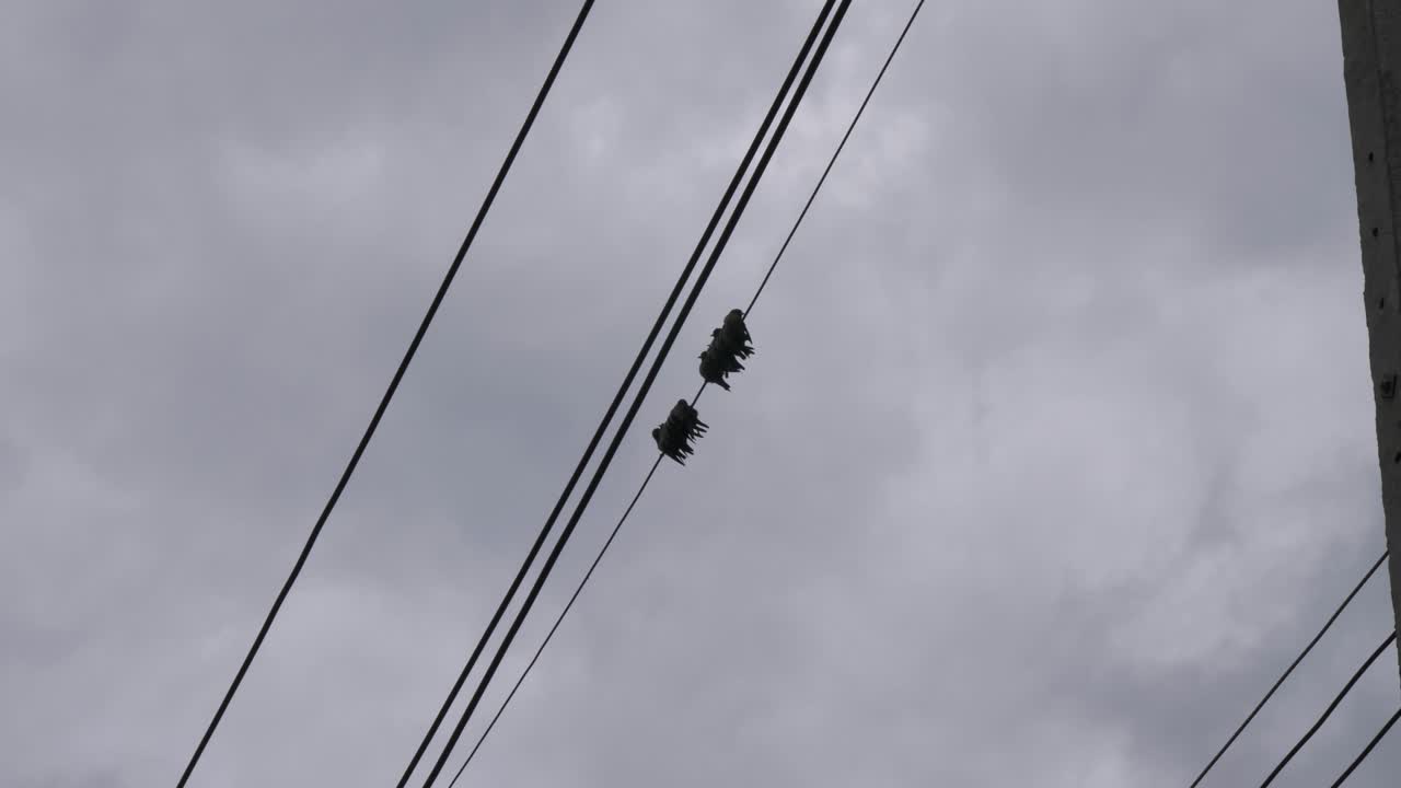 Lille fugleflok siddende og balancerende på telefon- eller elledninger ovenover.