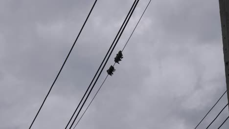 一群小鳥坐在上面,平衡在頭上的電話或電線上