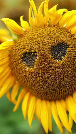 two holes made in the sunflower that is already starting to fade. agricultural field of sunflowers at backdrop in blur. vertical video