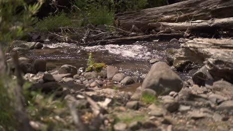 rack focus small quiet brook with stones and vegetation in forest slow motion 60fps