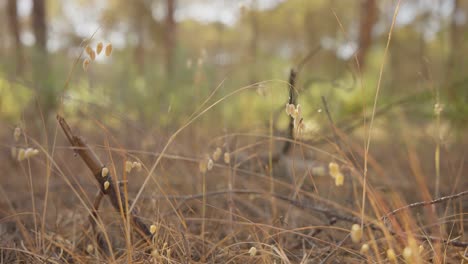 Im-Hintergrund-Ist-An-Einem-Sonnigen-Morgen-Eine-Wunderschöne-Filmische-Ansicht-Von-Weißen-Kleinen-Blumen-In-Einem-Wald-Mit-Pinienbäumen-Zu-Sehen